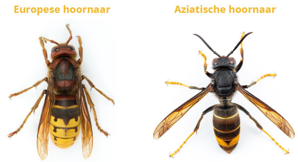 Europese vs. Aziatische hoornaar