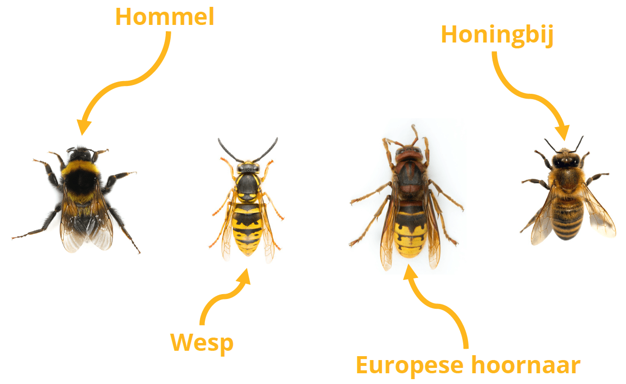 Alle beestjes op een rij